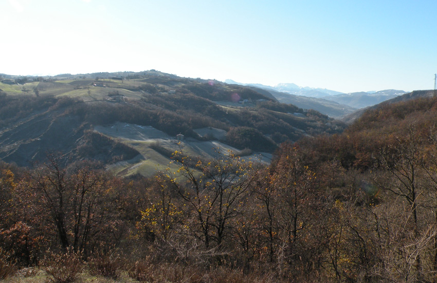 Bryophyta: dovrebbe essere Hypnum cupressiforme